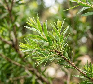 Tea Tree Oil